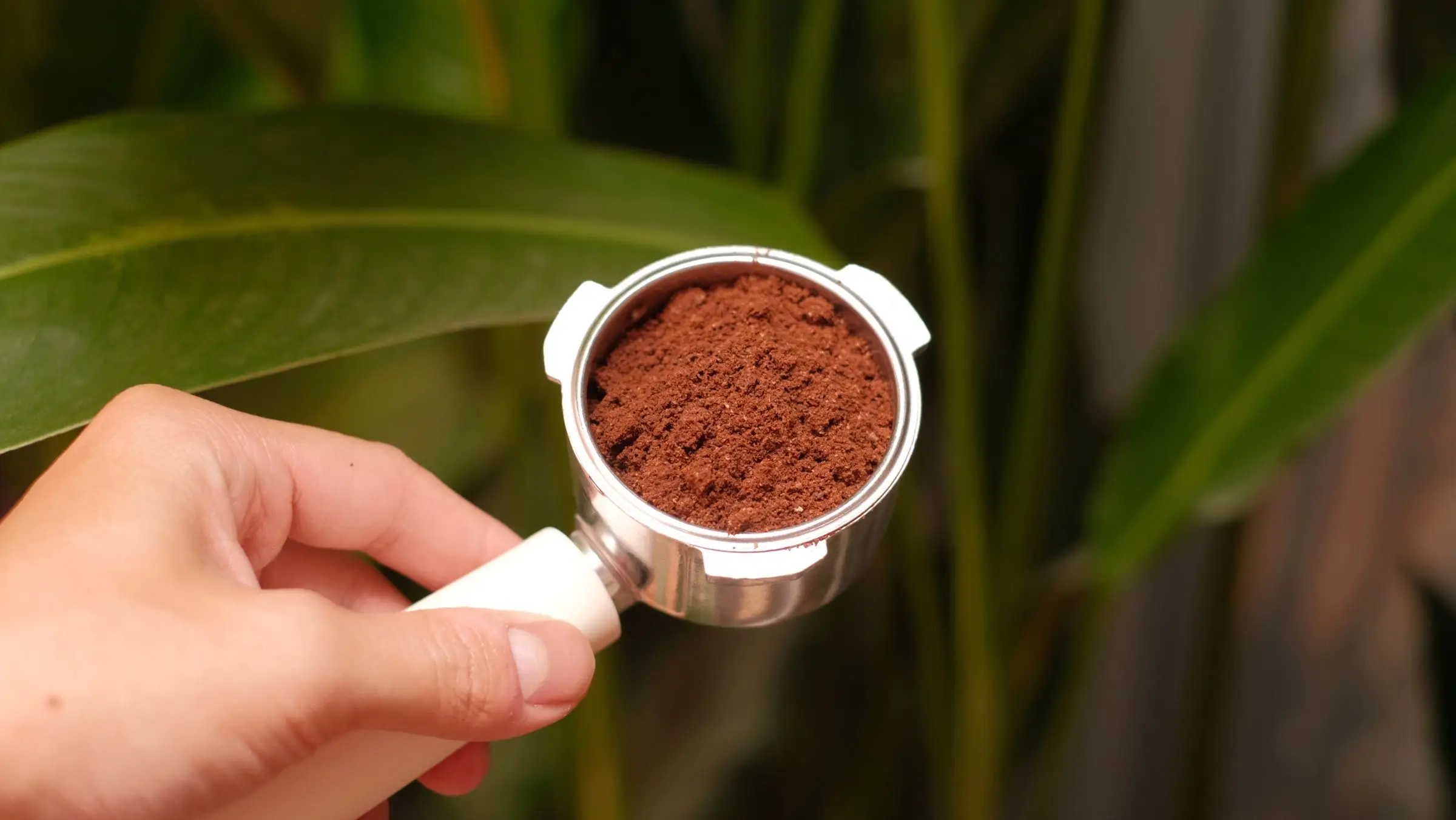 A hand holding a portafilter basket filled with level ground coffee, green leaves out of focus behind it.